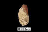 藏品(雲雀殼菜蛤)的圖片